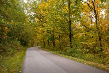 Sonbahar ormanı güneş ışınlarında ve sonbahar renklerinde yol.