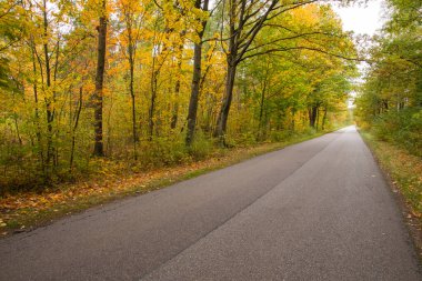 Sonbahar ormanı güneş ışınlarında ve sonbahar renklerinde yol.