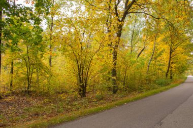 Sonbahar ormanı güneş ışınlarında ve sonbahar renklerinde yol.