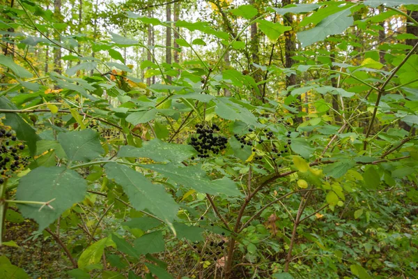 Vahşi Bir Ormanın Ortasında Yeşil Yaprakların Arasındaki Siyah Meyve — Stok fotoğraf