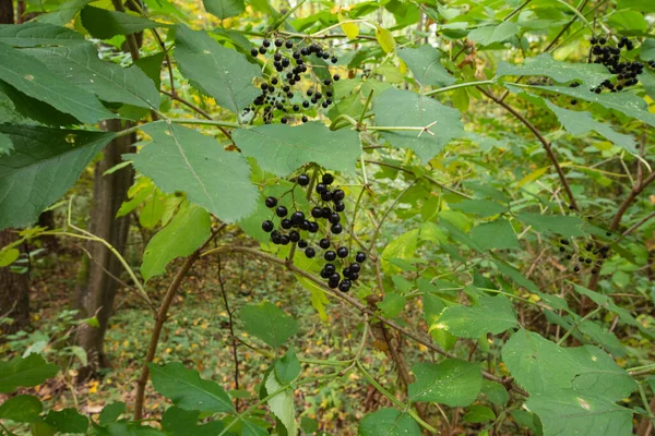 Černé Ovoce Mezi Zelenými Listy Keři Uprostřed Divokého Lesa — Stock fotografie