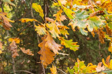 Güneşli bir günde ağaçlarda ve ormanda sonbahar yaprakları..