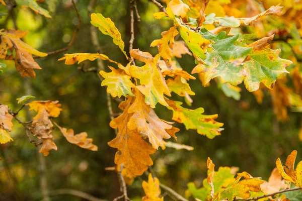 Herbstblätter Bäumen Und Boden Wald Einem Sonnigen Klaren Tag — Stockfoto