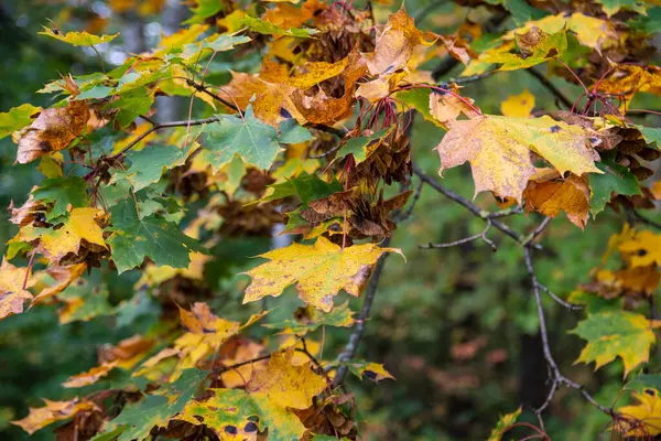 Herbstblätter Bäumen Und Boden Wald Einem Sonnigen Klaren Tag — Stockfoto
