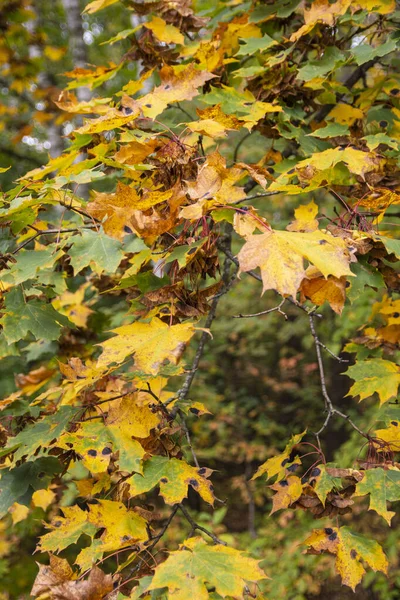 Осенние Листья Деревьях Земле Лесу Солнечный Ясный День — стоковое фото
