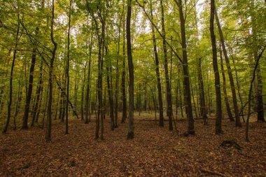 Güneşli bir sonbahar gününde, çok renkli vahşi bir orman..