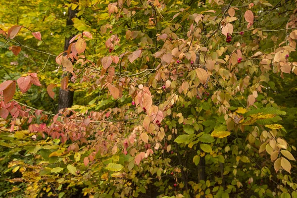 Jesienny Wielokolorowy Dziki Las Słoneczny Ciepły Jesienny Dzień — Zdjęcie stockowe