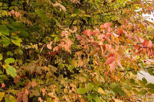 Jesienny Wielokolorowy Dziki Las Słoneczny Ciepły Jesienny Dzień — Zdjęcie stockowe