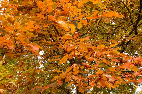 Herbst Bunte Wilde Wälder Einem Sonnigen Warmen Herbsttag — Stockfoto