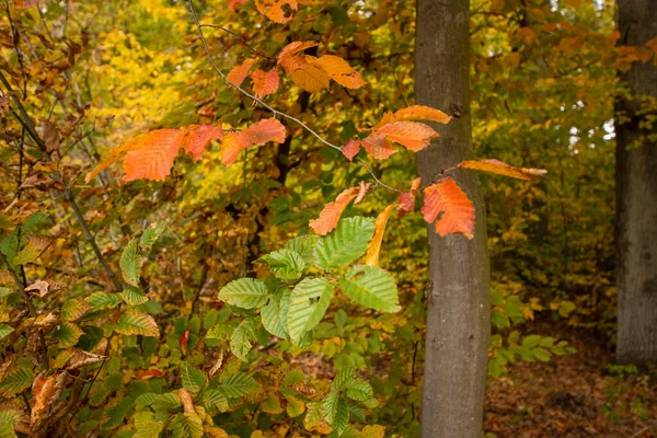 Herbst Bunte Wilde Wälder Einem Sonnigen Warmen Herbsttag — Stockfoto