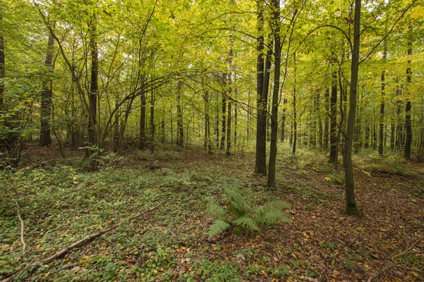 Φθινόπωρο Πολύχρωμα Άγρια Δάση Μια Ηλιόλουστη Ζεστή Μέρα Του Φθινοπώρου — Φωτογραφία Αρχείου