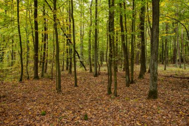 Güneşli bir sonbahar gününde, çok renkli vahşi bir orman..