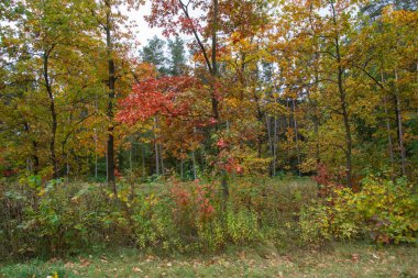 Güneşli bir sonbahar gününde, çok renkli vahşi bir orman..