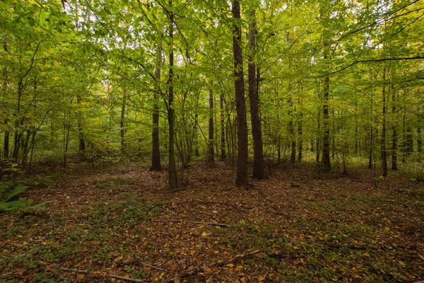 Φθινόπωρο Πολύχρωμα Άγρια Δάση Μια Ηλιόλουστη Ζεστή Μέρα Του Φθινοπώρου — Φωτογραφία Αρχείου