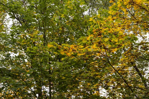 Осенний Разноцветный Дикий Лес Солнечный Теплый Осенний День — стоковое фото