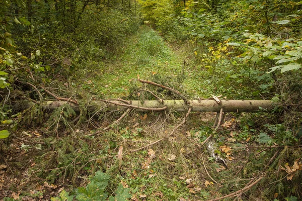 Uma Estrada Floresta Dia Outono Cercada Com Quebra Vento Pinho — Fotografia de Stock