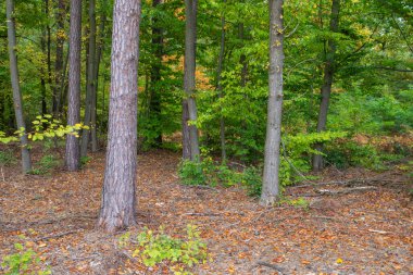 Sonbahar ormanı ve çalılıklarıyla güneşli bir günde.