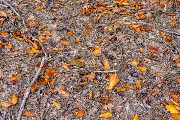 Bosque Otoñal Mantillo Con Maleza Día Soleado —  Fotos de Stock