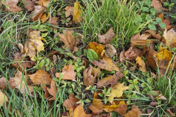 秋の多色の葉が澄んだ秋の日に緑の草の間に横たわる — ストック写真