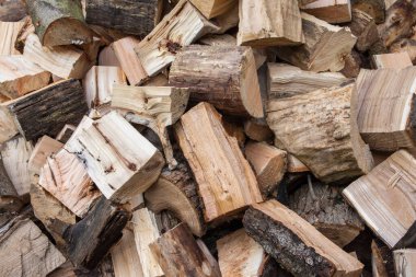 Ağaç gövdeleri kesilmeye hazır bir yığın halinde kesilmiş..