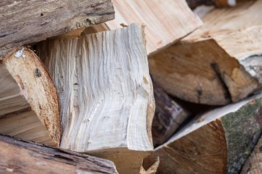 Ağaç gövdeleri kesilmeye hazır bir yığın halinde kesilmiş..