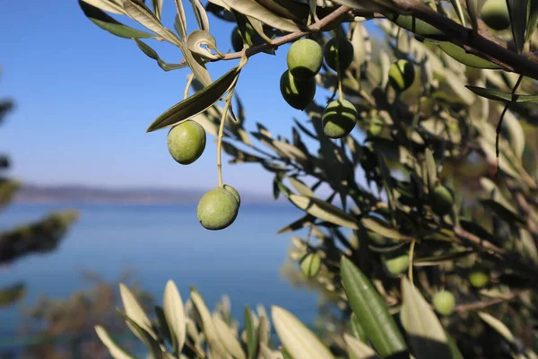 Aceitunas Verdes Olivo Contra Mar Azul Día Soleado Verano Croacia — Foto de Stock