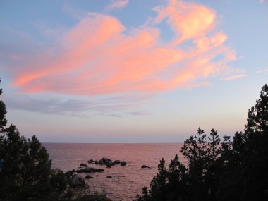 Gün batımında bulutlu manzara, denizin arka planında pembe bulut ve ardıç dallarının silueti. Bir yaz akşamı mavi gökyüzüne ve denize karşı sıradışı güzel pembe bir bulut.