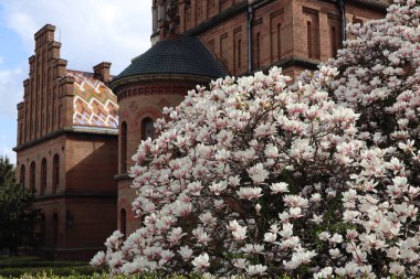 Chernivtsi Ulusal Üniversitesi, Bukovina ve Dalmaçya Ortodoks Metropolitanlarının eski konutunun bir bahar günü açan manolyanın arka planına karşı inşa edilmesidir. Süslü fayanslarla kaplı kırmızı tuğlalı bir bina.