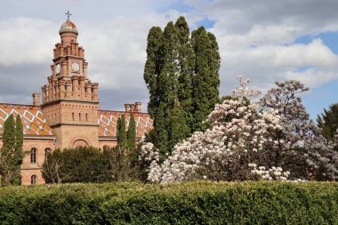 Chernivtsi Ulusal Üniversitesi 'nin binası, Saat Kulesi ve kubbe, UNESCO Dünya Mirasları Listesi' ne dahil olmak üzere bir bahar günü çiçek açan manolya ve gri gökyüzünün arka planına karşı. Kırmızı tuğladan bir bina ve süslü kiremitlerle kaplı bir çatı.