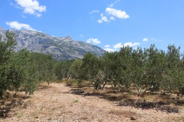 Zeytin ağaçları yüksek dağların, Hırvatistan 'ın ve Dalmaçya' nın arka planına karşı bir vadide yetişir. Parlak mavi gökyüzü, kayalık dağlar ve güneşli bir yaz gününde yeşil zeytin ağaçları.