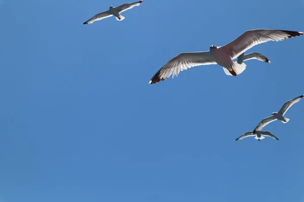 Seagulls Flight Seagull Birds Fly Bright Blue Sky Sunny Summer — Stock Photo, Image