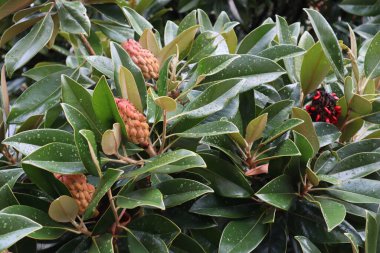 Büyük yeşil yaprakları ve yağmurdan sonra meyveleri olan manolya dalları. Güzel, sulu yeşil yapraklar, manolya ağacının meyveleri ve tohumları yakın plan yağmur damlalarında.