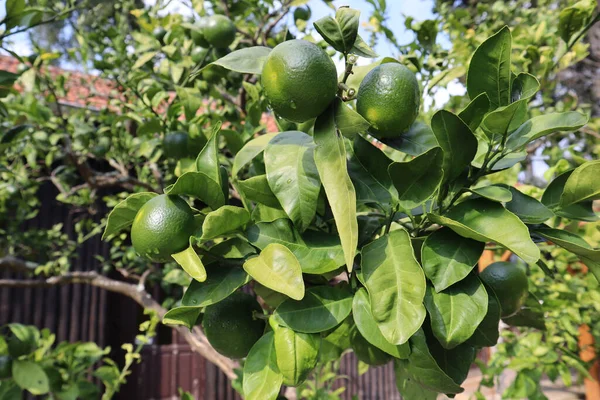Follaje Verde Brillante Fruta Mandarina Gotas Lluvia Jardín — Foto de Stock
