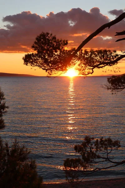 Denizde gün batımı, bir çam ağacının silueti turuncu bir gökyüzünün arka planında ve ufukta güneş. Bir yaz akşamı gün batımında resim gibi bir deniz manzarası. Güneşin ışınlarında güzel bulutlar.