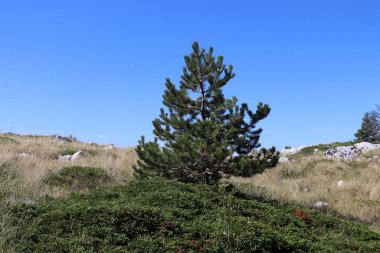 Hırvatistan 'ın mavi gökyüzü ve dağlarının arka planında yeşil çam ağacı, güneşli bir günde dağların tepesinde yeşil iğneli pitoresk bir çam ağacı büyüyor