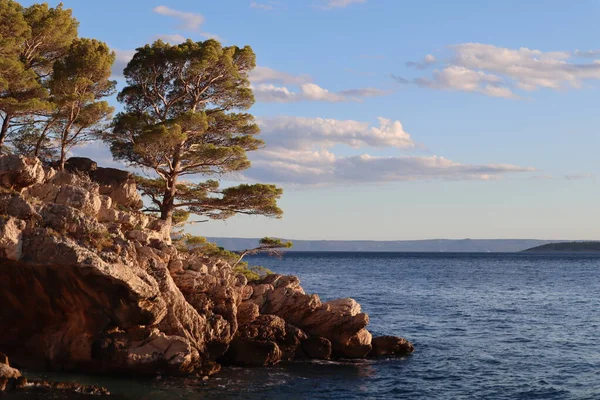 Hırvatistan 'da bir yaz akşamı, deniz kenarındaki bir kayanın üzerindeki çam ağacı mavi gökyüzüne karşı. Denizin üzerindeki bir kayanın üzerinde pitoresk bir çam ağacı yetişiyor, akşam güneşinin ışınlarında yeşil iğneler beyaz bulutlu bir gökyüzüne karşı.