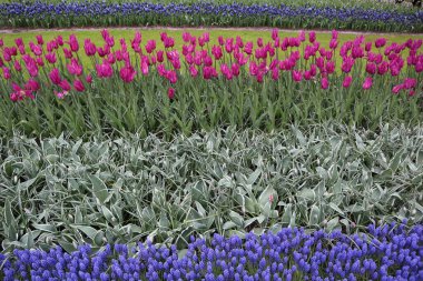 Pembe laleler ve mor sümbüller. Arka plan çiçekleri. Keukenhof Parkı, Hollanda. Parlak bahar çiçeklerinin manzarası laleler ve sümbüller bir bahar öğleden sonra yeşil çimlerin üzerinde.  