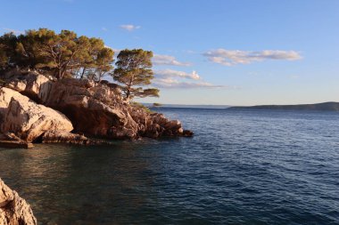 Hırvatistan 'da bir yaz akşamında deniz kenarındaki kayalıklar ve çamlar. Deniz kıyısındaki kayalık kayalık çam ağaçları akşam güneşinin ışınlarıyla gökyüzünün ve bulutların arka planına karşı.