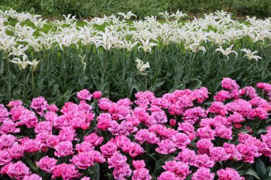 Tulips with white and pink petals on a background of green leaves in early spring, floral background, on a spring sunny day. Blooming white and pink tulips on a rainy spring day, Keukenhof Flower Park.