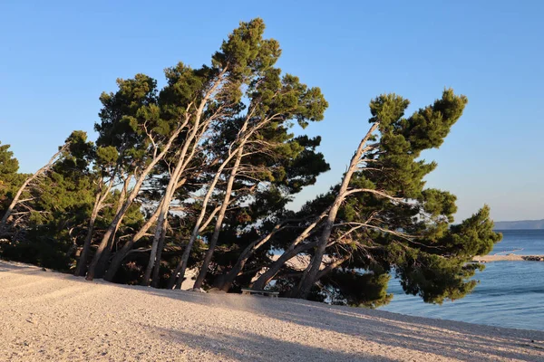 青い空と海を背景に緑の冠を持つ美しい松の木は クロアチア沿岸の明るい太陽によって照らされています 青い海の上に傾斜した幹を持つ緑の松 — ストック写真