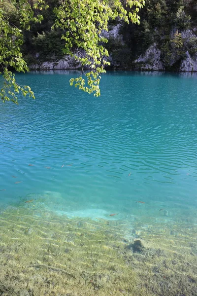 秋の晴れた日には紺碧の水と緑の葉を持つ木の枝を持つ湖 プリトヴィツェ湖国立公園 クロアチア 山の湖のターコイズブルーの水を背景に黄色の葉を持つ木の枝の絵のような風景 — ストック写真