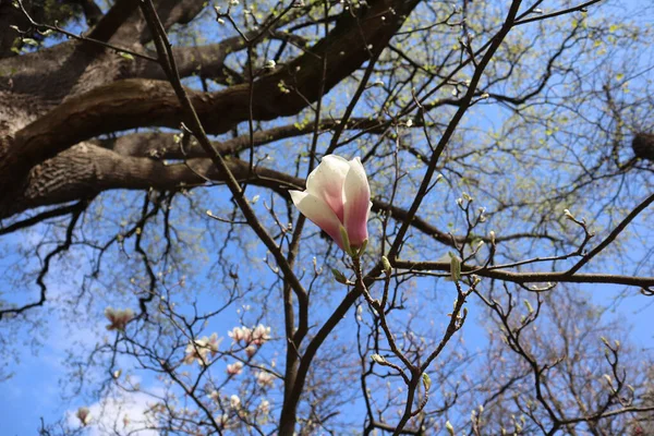 Sulange Magnólia Flor Contra Céu Azul Início Primavera Flor Magnólia — Fotografia de Stock