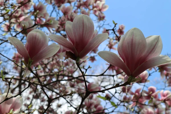 Flor Magnólia Com Pétalas Branco Rosa Contra Céu Azul Início — Fotografia de Stock