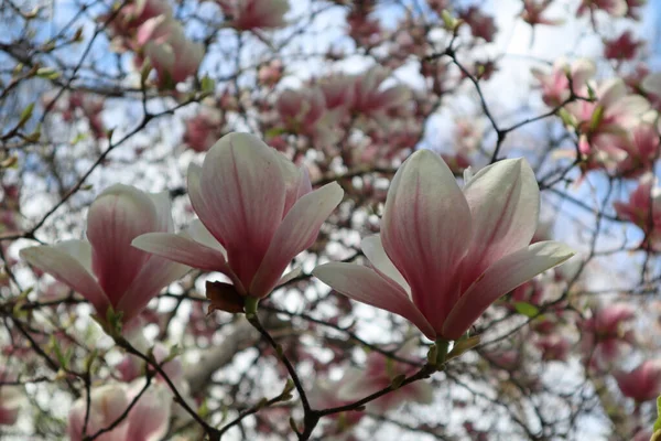 Magnolia Flor Cênica Árvore Com Grandes Flores Nos Ramos Festival — Fotografia de Stock