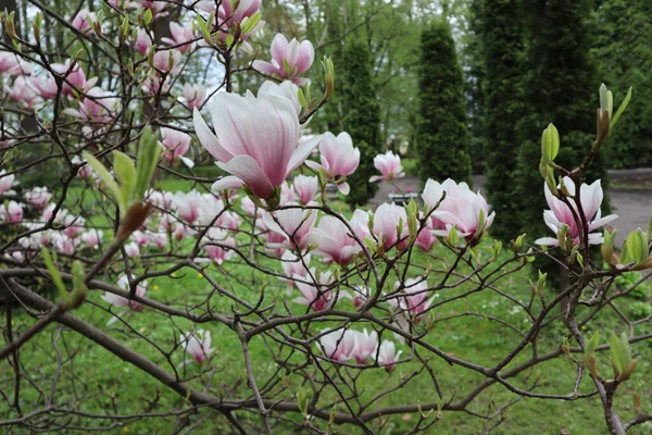 Paisagem Primavera Uma Árvore Magnólia Florescente Com Flores Brancas Cor — Fotografia de Stock