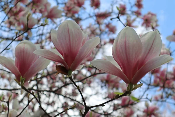 Magnólia Floresce Dia Ensolarado Flor Grande Brilhante Com Pétalas Delicadas — Fotografia de Stock