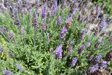 Manzaralı lavanta çalısı, arka plan görüntüsü. Bahçede güneşli bir günde yeşil yaprakların arasında mor yapraklı lavanta çiçekleri