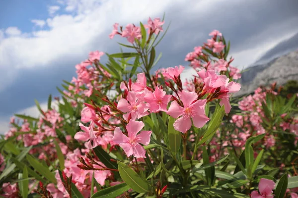 Flores Oleandro Rosa Brilhantes Contra Céu Azul Nuvens Cinzas Dia — Fotografia de Stock