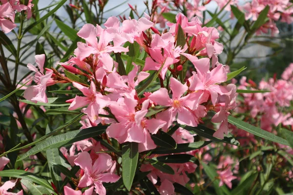 Arbusto Oleandro Florescente Com Belas Flores Cor Rosa Fundo Cinza — Fotografia de Stock