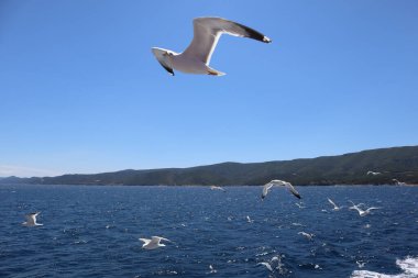 Hırvatistan 'da deniz kuşları sürüsü arasında, güzel bir martı kanatlarını açarak denizin üzerinde mavi bir gökyüzünün arka planına doğru uçuyor.